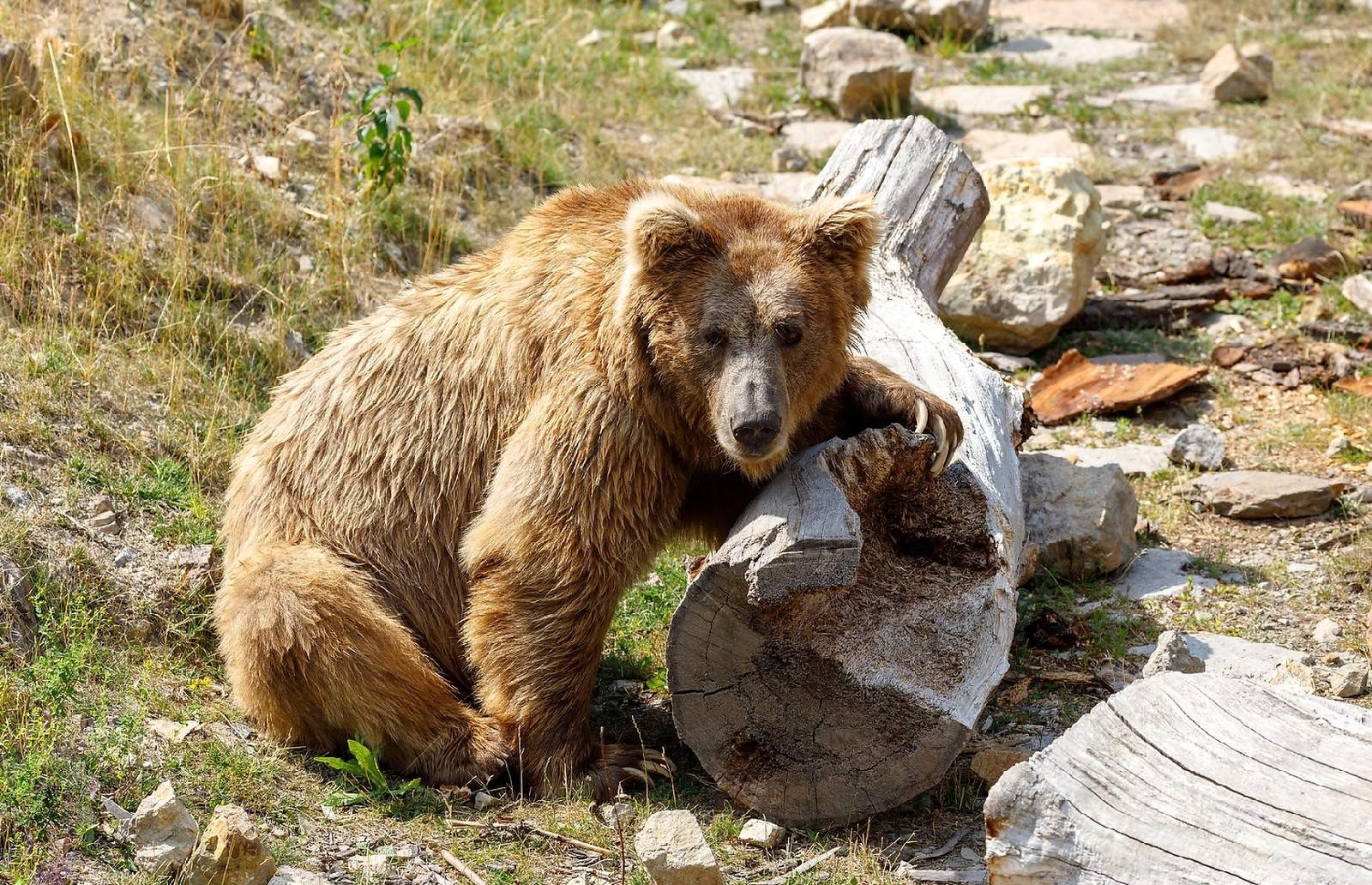 Himalayan Brown Bear